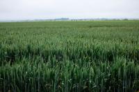 Harmony becomes independent European wheat certification scheme