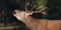 Catch up with stag mating season in France