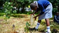 Education as a pathway to biodiversity action: The Wildlife Clubs of Kenya…