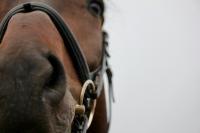 The Kentucky Derby Winner Buried in Binghamton