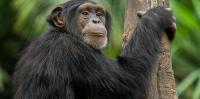 Why do some chimpanzee mothers carry their dead infants for months?