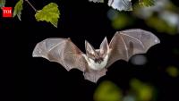 A 56-million-year bat mystery may finally have an answer, and it points to Europe