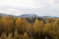 Leaving fallen leaves in place could offer environmental benefits