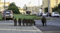 Why Catalonia is paying hunters to save Spain’s favourite meat from a deadly virus