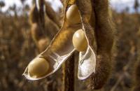 Bright ideas: Gleaning on-site insights