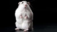 Researchers slow neurodegeneration in mice by barring T cells from the brain