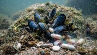 Baltic Sea: the drugs and pollution reaching the sea impact the ecosystem and marine wildlife