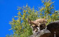 Introduced Siberian Ibex Population in Bulgan Mountain Surpasses 100