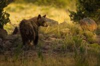 What Is Driving Colorado Bears Closer to People This Fall?