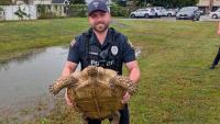 Slow-speed chase ends with tortoise ‘in custody' in New Jersey
