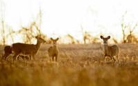 2026 Deer Season Forecast