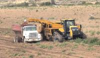Weather shrinks 2026 Idaho potato yields, butquality remains high