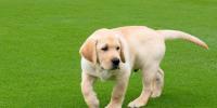 Bedford, Growley IV, introduced as newest member of Virginia Tech’s Corps of Cadets