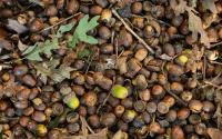 2026 Acorn Production Report: Still Solid