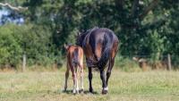 British-bred or shopping abroad? H&H investigates the current sport horse sales market