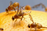 Mexican fruit fly quarantine area in San Diego County continues to expand