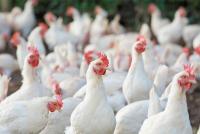 DA lifts poultry import ban on Albania, Indiana