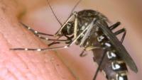 Florida counties declare local emergencies as dengue cases rise