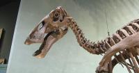 Denver Museum of Nature and Science to host world renowned palaeontologist Dr. Dean Lomax