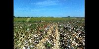 22 Uzbek Pupils Hospitalized After Cotton Field Spraying Near School