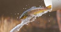 Environmental impacts cause Wildlife Agency to adjust mountain trout stockings