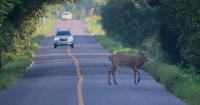 Deer crashes in Kentucky hit seven-year high as fall mating season begins