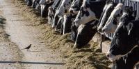 Wisconsin cattle test positive for EHD virus