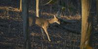 Wisconsin sets Oct. 10-11 dates for youth deer hunt