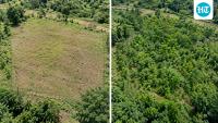 In 2018, scientists spread 30 truckloads of coffee waste on a Costa Rican pasture; two years later, trees covered 80%