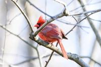 Forest landscapes and birdsong soundscapes have independent physical health benefits        