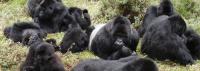 Ugandans Plant Trees to Protect Gorilla Habitat
