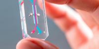 Tech to Replace Animal Testing Is Almost Ready. Scientists Are Not
