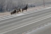 Why Deer Suddenly Seem to Be Everywhere in North Dakota