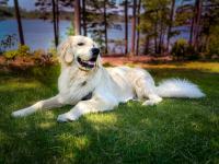Golden Retriever Crashes the Wrong Family Reunion and Greets a Group of Great Pyrenees Like Long-Lost Relatives