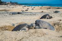 Olive Ridley Eggs from the West Coast's First Recorded Sea Turtle Nests Moved to a Long Beach Aquarium Ahead of Storm Surf