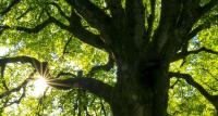 Orange County Working on First Urban Forest Master Plan