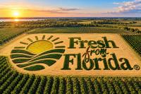 Buying ‘Fresh from Florida’: The state produces more than oranges