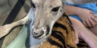 North Florida Wildlife Center welcomes two new kangaroos