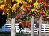 Keeneland Catalogues 3,397 for November Breeding Stock Sale