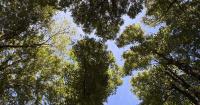 Students for Sustainability raise concerns over Student Co-op park maintenance