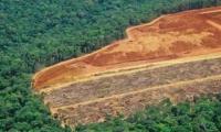 UN warns of narrowing window to restore world’s forests