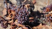 Madrid winemakers devastated by worst ever wildfires