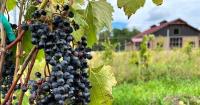 Wisconsin Wine Is Better Than You Think: Here’s Where to Taste It