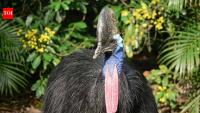 Australia replanted a former runway in the Daintree with 24,500 trees; the cleared land now reconnects a wildlife corridor