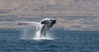 Arabian whales genetically distinct from other humpbacks