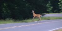 Fall mating season brings surge in Kentucky deer-vehicle crashes