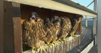 Protecting Birds and Ecosystems: Ameren Safeguards Power Lines and Wildlife