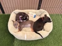 Nevada Society for the Prevention of Cruelty to Animals holds Paws & Pints fundraiser