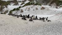 Falklands Offers Biosecurity Update Ahead Of New Tourist Season