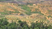 Food industry and landowners face €10m fines under deforestation rules
